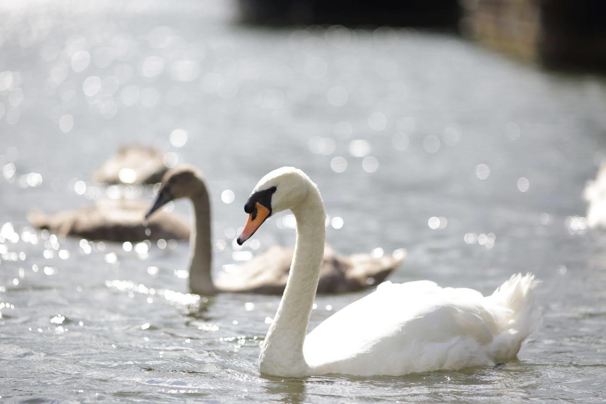 The Runnymede On Thames (Adults Only) Hotel Egham Eksteriør billede